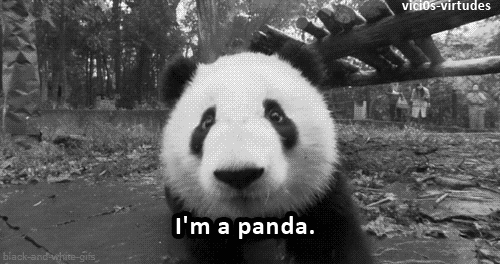 panda animated GIF 