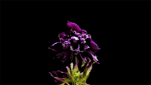 Flor