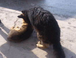200.gif