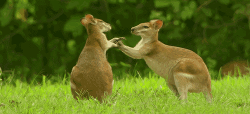 animals nature animal documentary kangaroo grass animated GIF