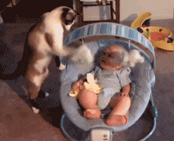 Baby Cat animated GIF