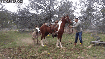 Donkeys Horses animated GIF