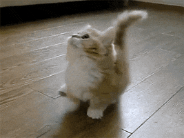 Adorable Cat animated GIF