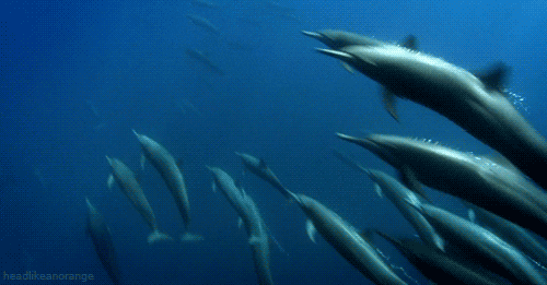 dolphin animated GIF