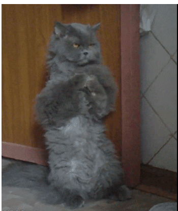 Sad Cat Dance GIF - Sad Cat Dance - Discover & Share GIFs