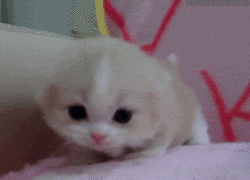 Baby Kittens GIFs Get The Best On GIPHY