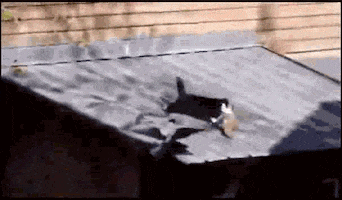 200.gif