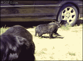 200.gif