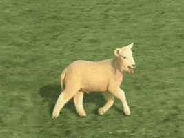 running sheep on hops