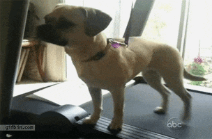 Dog Exercise animated GIF