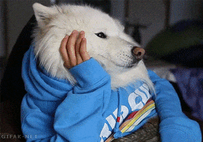 Bored Dog Human animated GIF