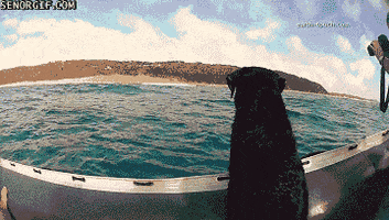 Animals Dog animated GIF