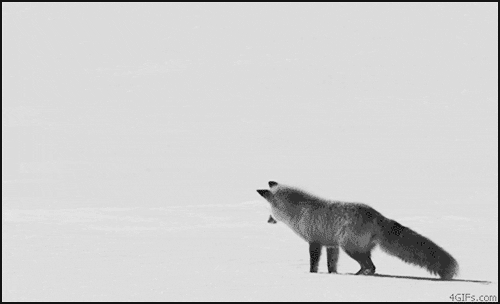 Znalezione obrazy dla zapytania black and white fox