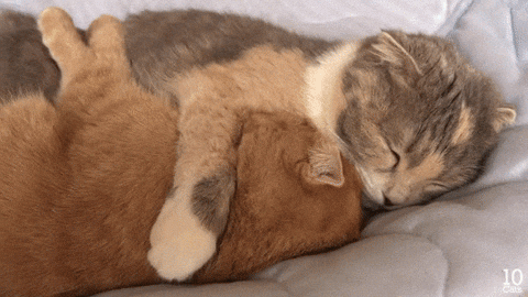 Sleepy kitties much like ours