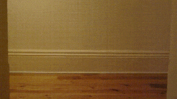 Animals Box animated GIF