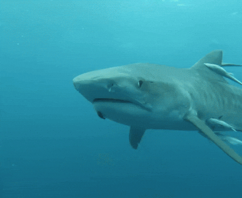 Sharks Gifs Find Share On Giphy
