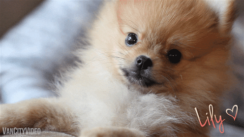 New trending GIF tagged dog cute sad puppy…