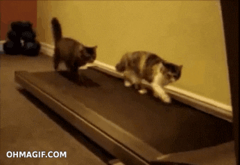 New trending GIF tagged cat funny animals running…