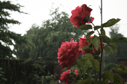 rain animated GIF