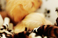 Dog Watching GIF - Find & Share on GIPHY