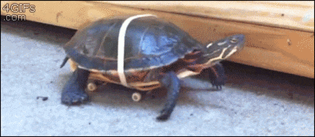 Animals Attached To Wheels animated GIF