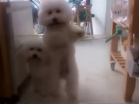 New trending GIF tagged dance dog cartoon happy…