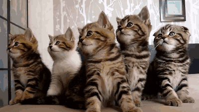 cat animals cute kitten animated GIF