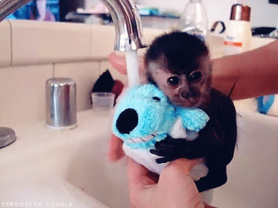 New trending GIF tagged animals cute animal adorable…