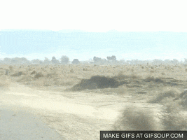 Google Nature animated GIF