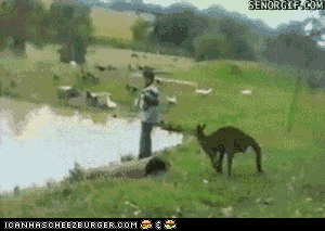kangaroo animated GIF 