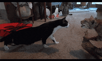 Animals Cat animated GIF