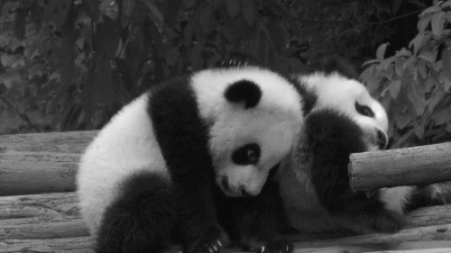 Panda GIF - Find and share on GIPHY