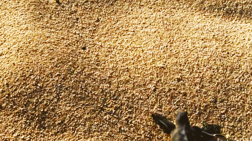 New trending GIF tagged wiggle turtle sand footprint… | Trending Gifs