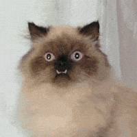 http://media1.giphy.com/media/icJi1WogcfJJu/200w.gif