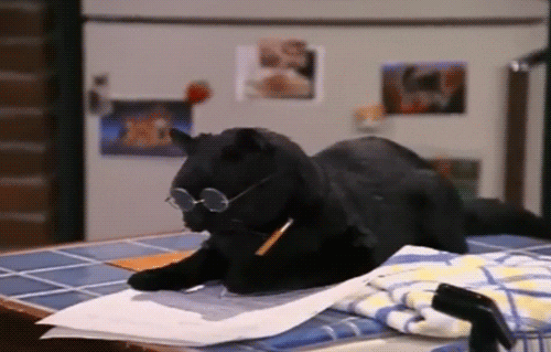 Gato preto com óculos escrevendo em um papel com um lápis.