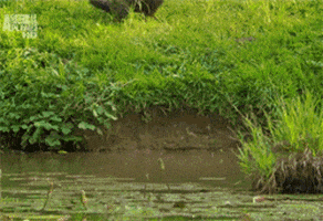 Apes Party animated GIF