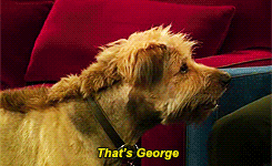 Ryan Gosling's dog George