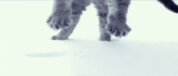 Snow Cats are used for snow grooming