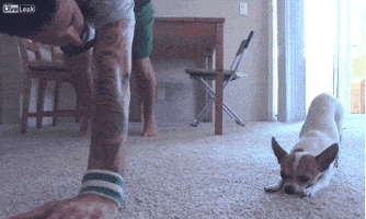 Chihuahua Copying animated GIF