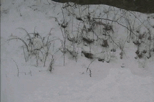 Home Video Rgifs animated GIF