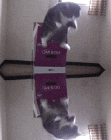 Home Video Recursion animated GIF