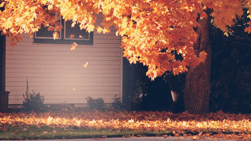Tree with falling leaves