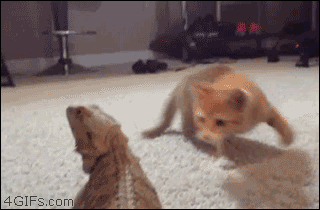New trending GIF on Giphy  Animated gif, Giphy, Cats
