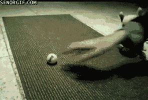 dog bounces off red ball dog bounces off red ball