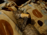 200w.gif