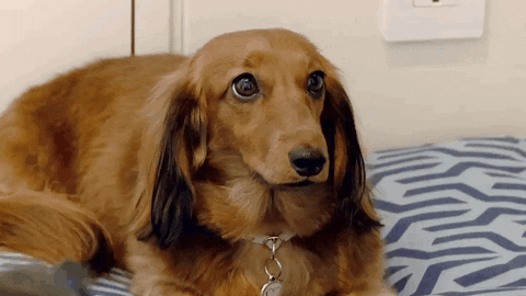 New trending GIF tagged animals dog dogs cute…