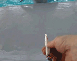 Image result for dolphin smoking joint