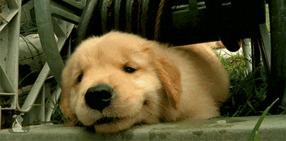  Animated Gif on Giphy