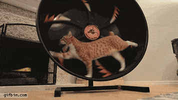 Cat Hamster animated GIF