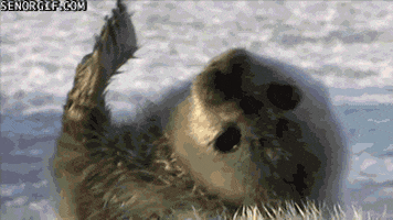 Seals animated GIF